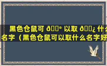 黑色仓鼠可 💮 以取 🌿 什么名字（黑色仓鼠可以取什么名字好听点）